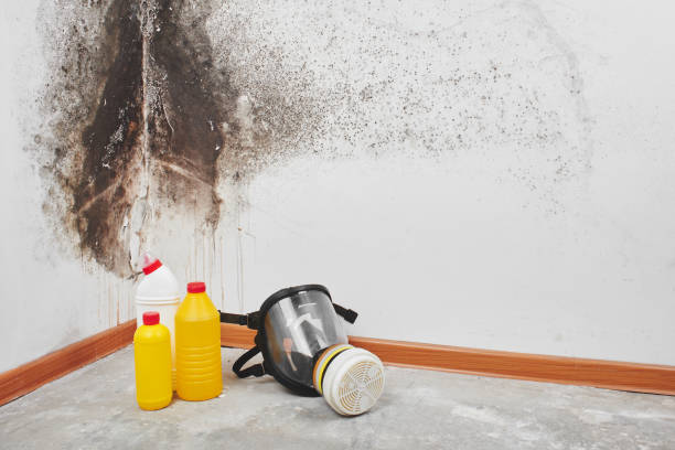 Mold Removal Process in Kingsford, MI