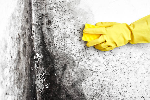Best Toxic Mold Removal  in Kingsford, MI