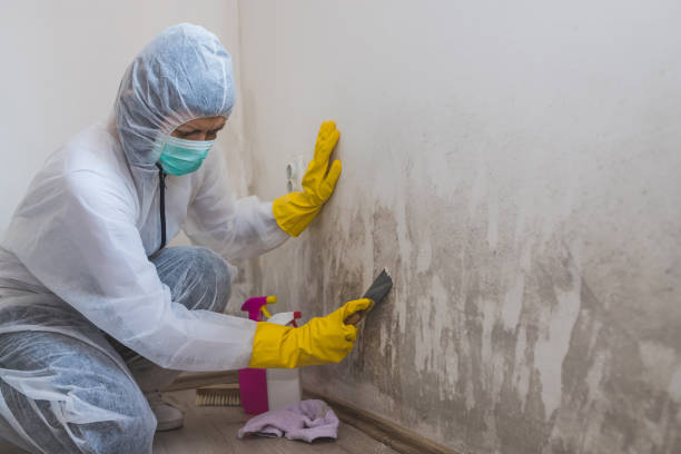 Office Mold Removal Services in Kingsford, MI