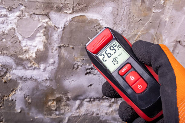 Best Black Mold Removal  in Kingsford, MI