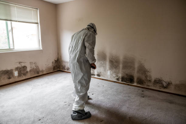 Best Mold Removal Process  in Kingsford, MI